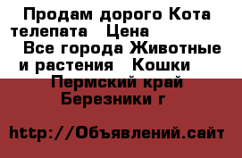  Продам дорого Кота-телепата › Цена ­ 4 500 000 - Все города Животные и растения » Кошки   . Пермский край,Березники г.